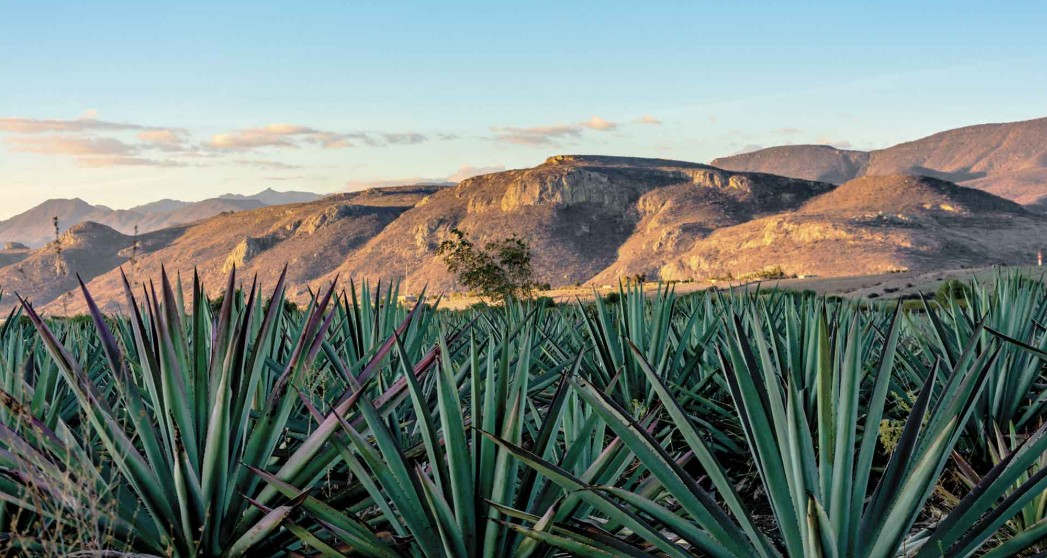 Ruta del mezcal en un día completo: itinerario y paradas