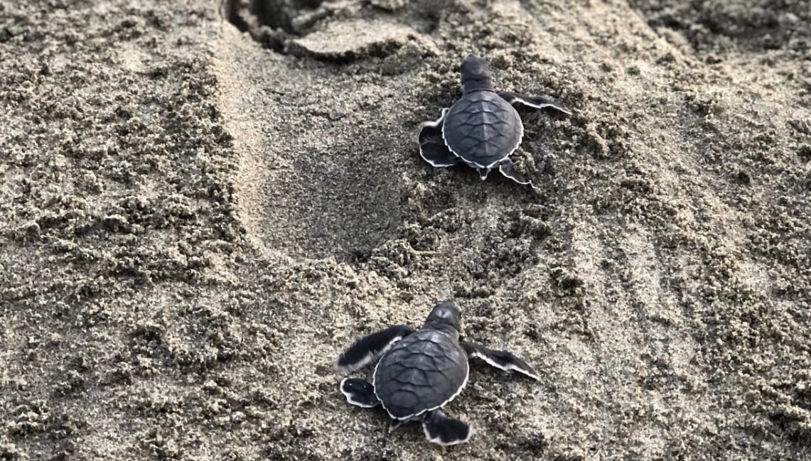 Santuario de tortugas: Mazunte y Escobilla